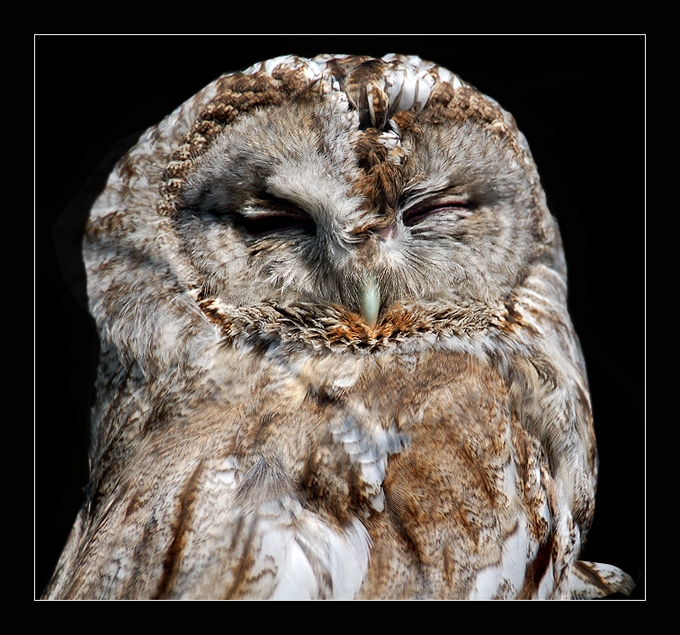 Фото жизнь (light) - ASSOL - \\\ Животинка /// - / Спи глазок, спи другой... /