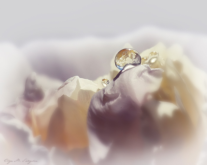 Фото жизнь - Ольга Мазлова - макро, цветочки - зефирная