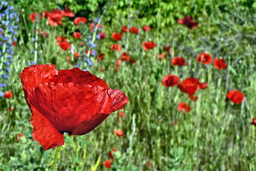Фото жизнь (light) - Синицына Ольга - цветики - утренний