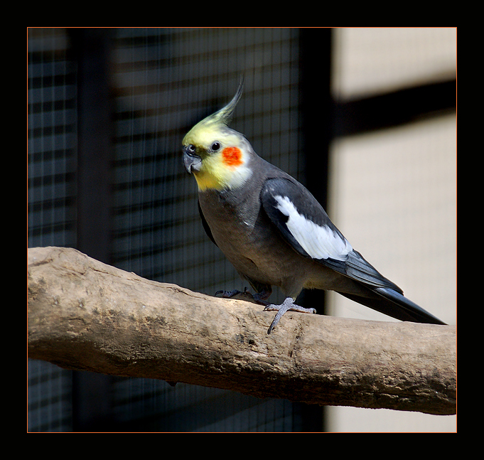 Фото жизнь (light) - ASSOL - \\\ Животинка /// - *** Я кажется влюбился... ***