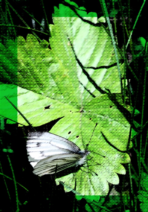 Фото жизнь (light) - Justine Diamant - Простые вещи - Butterfly
