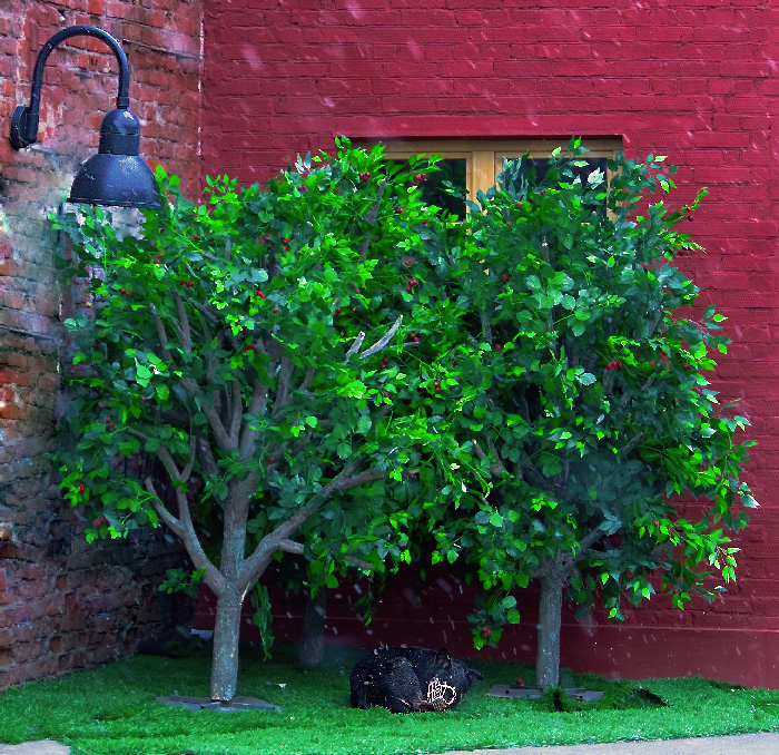 Фото жизнь (light) - Elodia - корневой каталог - волчья ягода