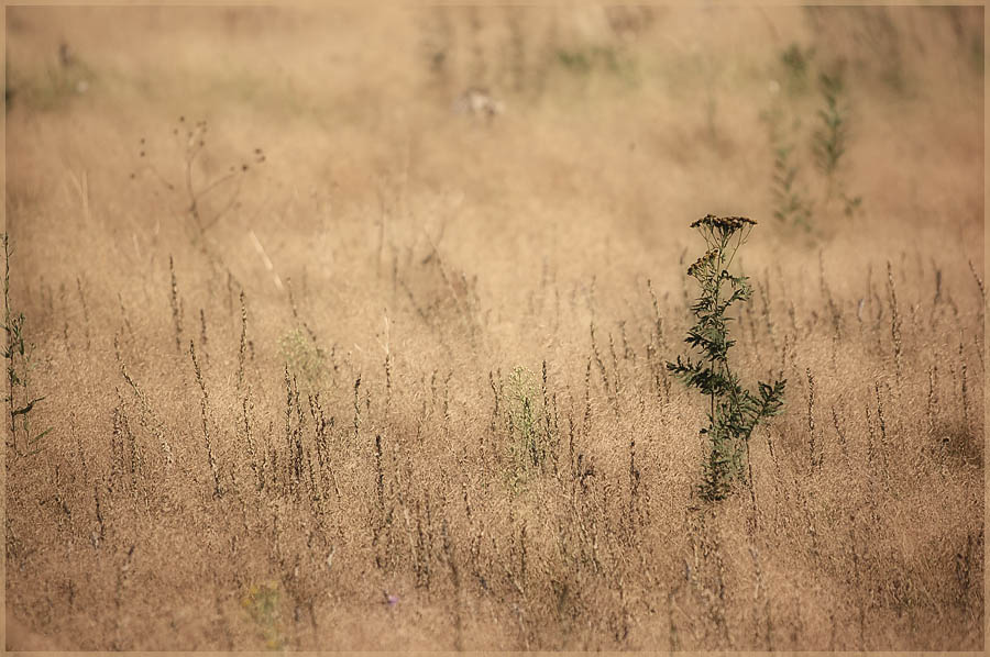 Фото жизнь (light) - Pastor - ПРИРОДА, ЦВЕТЫ - Поле