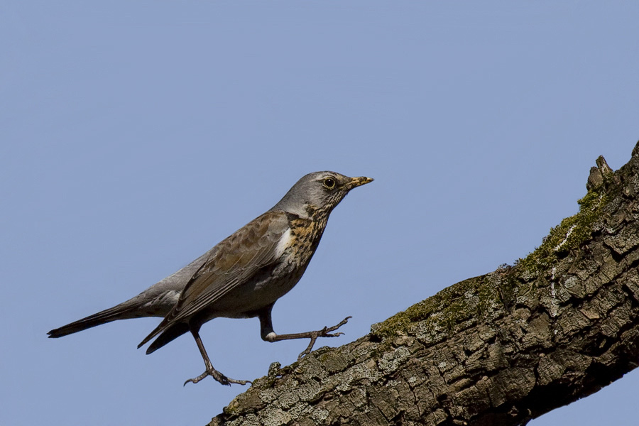 Фото жизнь (light) - Photo-classic - Птицы - Только бы не опоздать!
