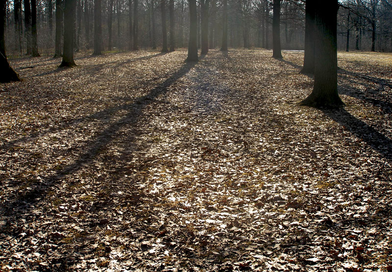 Фото жизнь (light) - LeraL - корневой каталог - немного солнца в осеннем лесу
