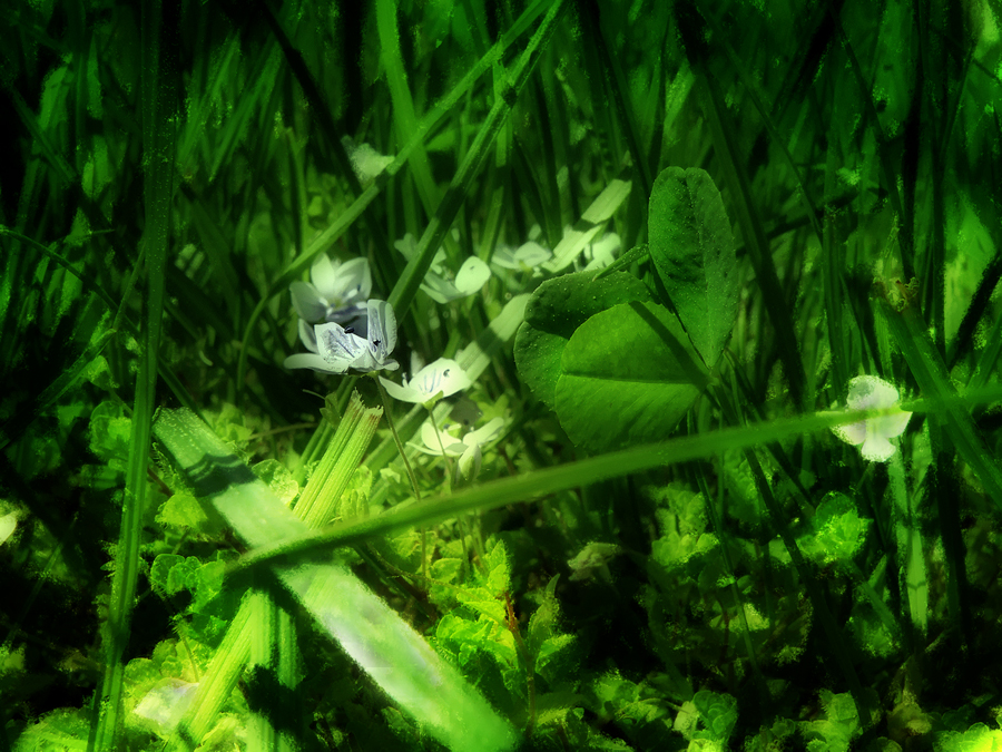 Фото жизнь (light) - emunilkin - Зарисовки - Cвет в траве