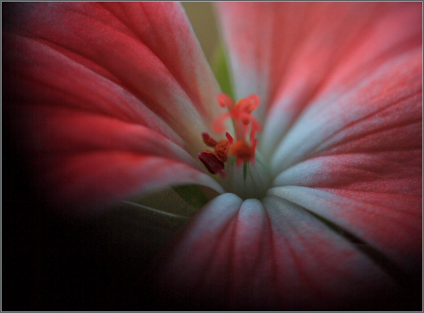 Фото жизнь (light) - Marsy - Цветы - Аленький цветочек
