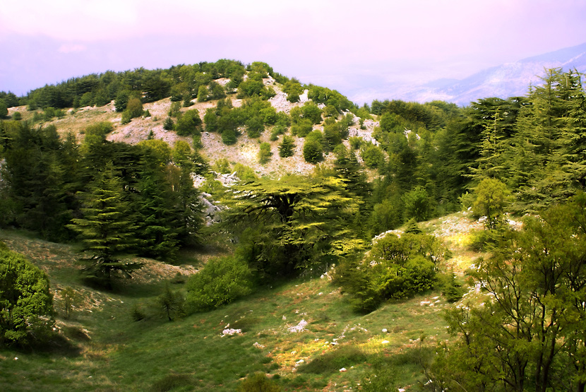 Фото жизнь - Maria V. Gorskaya - ЛИВАНСКИЕ ХРОНИКИ (LEBANESE CHRONICLES ) - Ливанские кедры