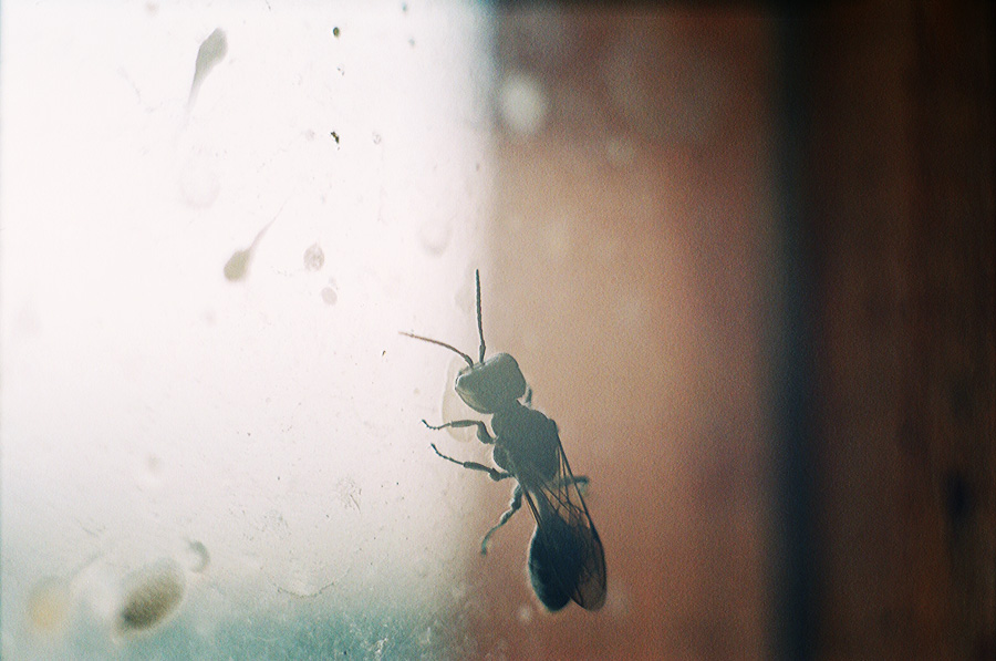 Фото жизнь - SL - корневой каталог - мухо