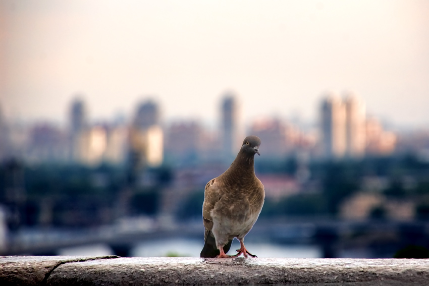 Фото жизнь (light) - FotoOhotnik - корневой каталог - Одиночество