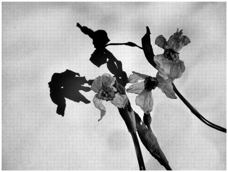Фото жизнь (light) - SALERA - корневой каталог - девочка на цветке....