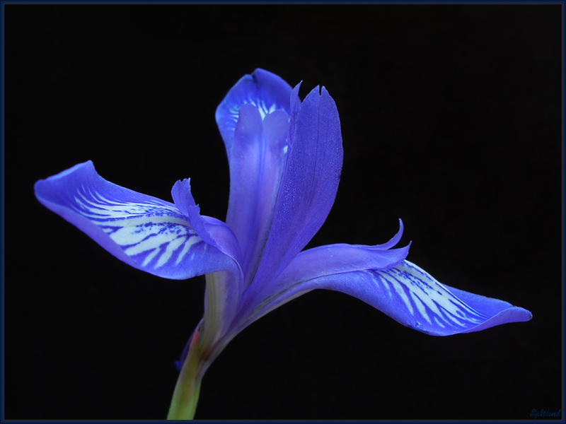 Фото жизнь (light) - spwand - Цветы  - Ирис сибирский лесной