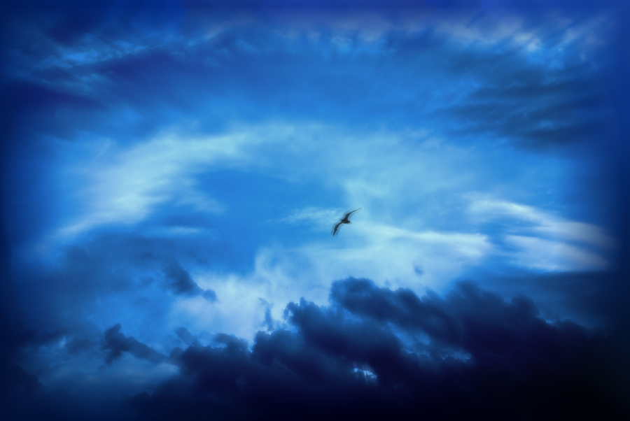 Фото жизнь (light) - Justine Diamant - Пейзажи - Чайка по имени Джонатан Ливингстон (с)