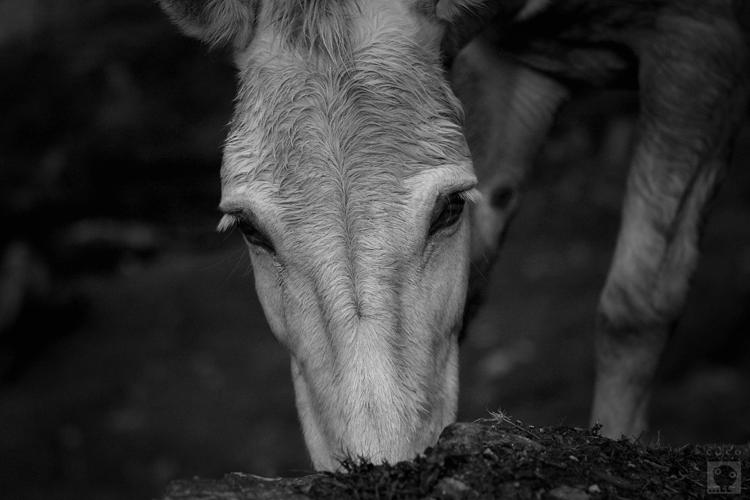 Фото жизнь (light) - cococinema - корневой каталог - Лошадь белая. Мокрая.