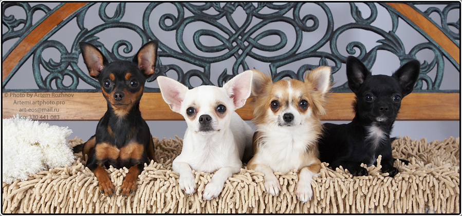 Фото жизнь (light) - Артем Рожнов - Dogs (Commercial) - Dogs