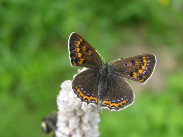 Фото жизнь (light) - Wolfgang - корневой каталог - бабОчка!