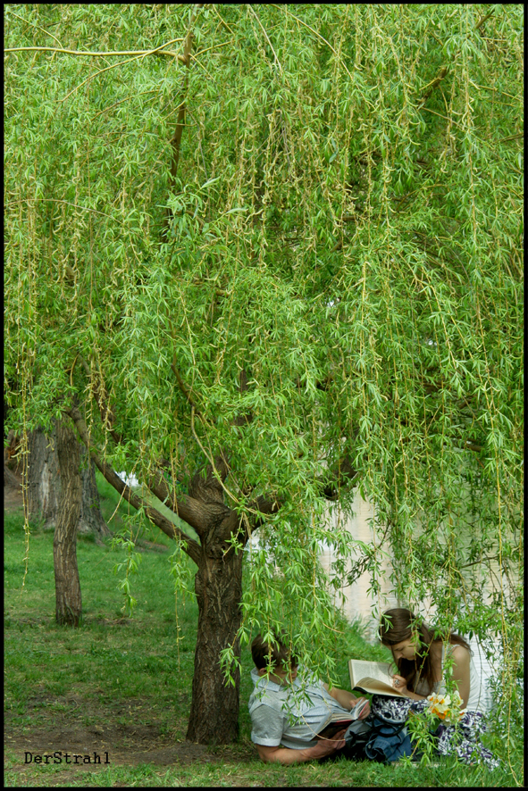 Ива девушка парень книга, папарацци.