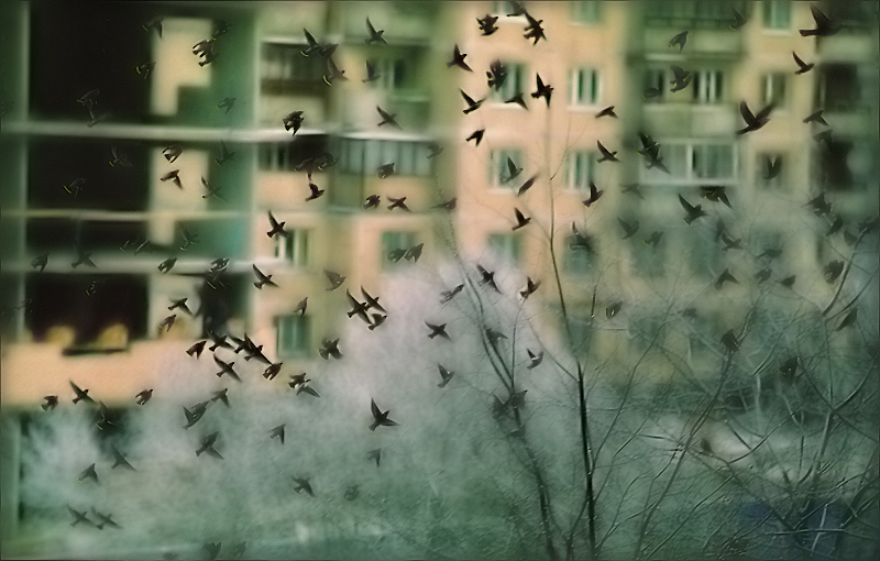 Фото жизнь (light) - KARAKULEV - корневой каталог - Птицы