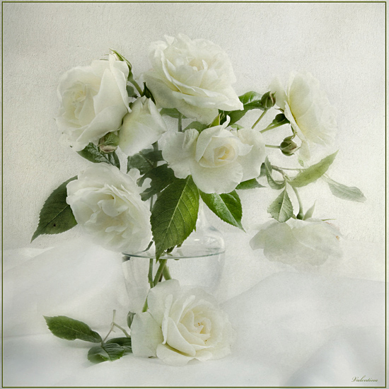 Фото жизнь (light) - Melonik - Flowers and Still life - Белые розы (Мой сад)