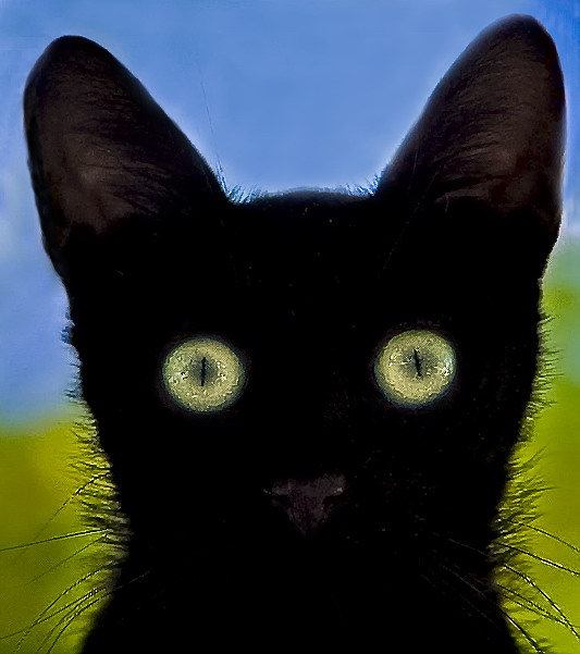 Фото жизнь (light) - kuchum13 - животные - Про беспородного котенка