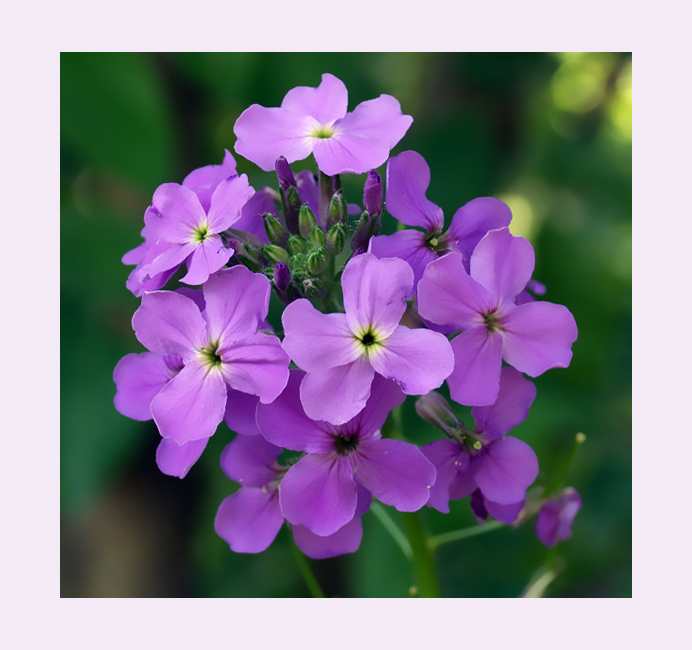Фото жизнь - FotoZika - Альбом "Природа " - Фиолетовый