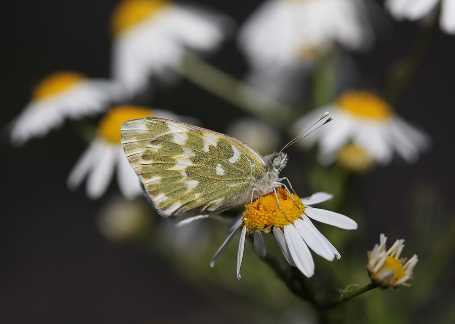 Фото жизнь (light) - Leonid_L - Макро - про бабочку на ромашке