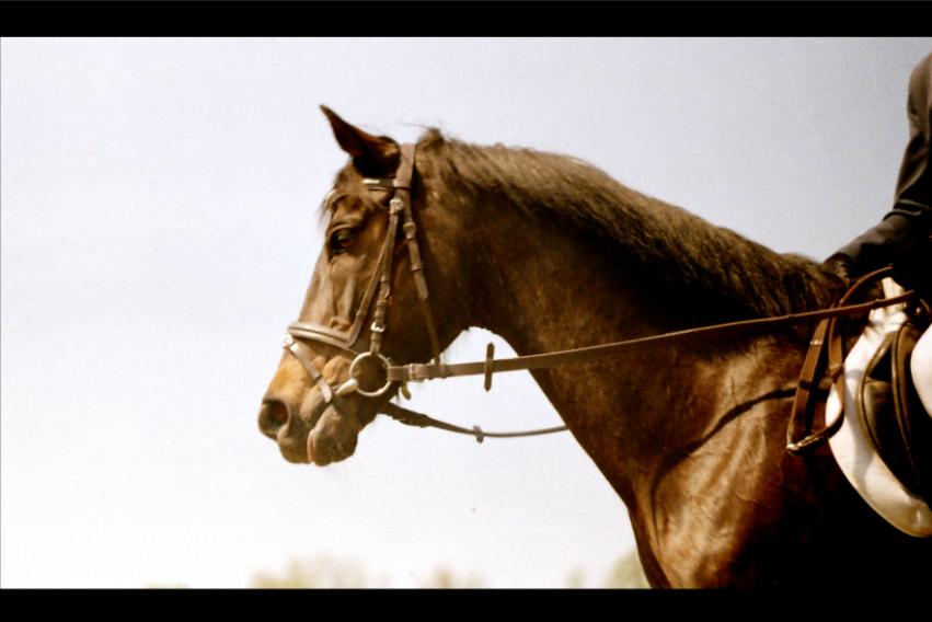 Фото жизнь - Ткачук Руслан - корневой каталог - Horse