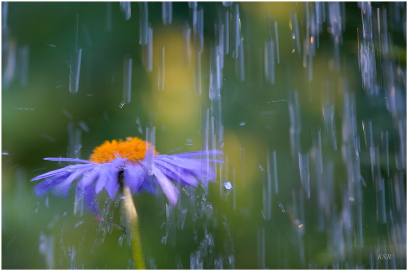 Фото жизнь (light) - SergKuran - корневой каталог - Дождь