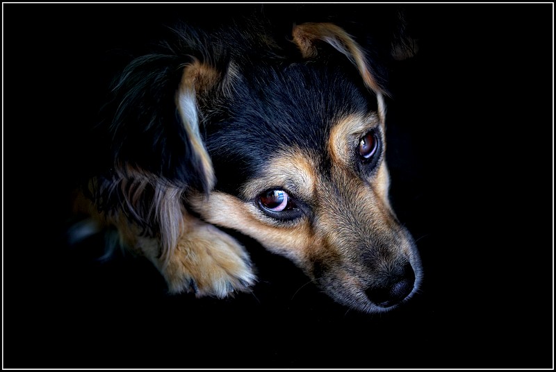Фото жизнь (light) - Lisovsky - Жизни карусель - Портрет одной собачки.