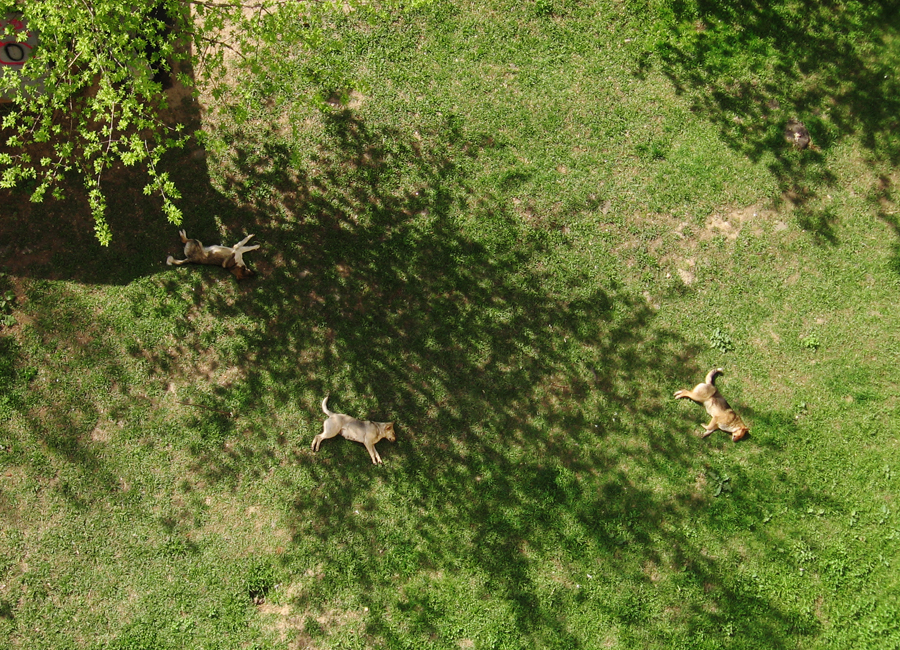 Фото жизнь (light) - van_khu - Nature impression - Час сиесты