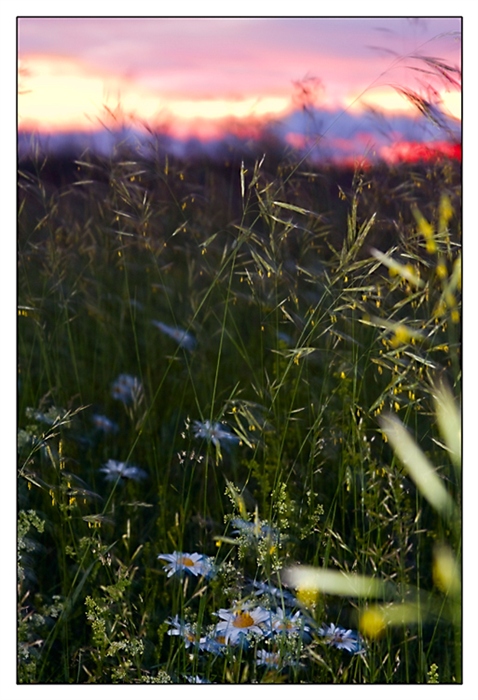 Фото жизнь (light) - Alexander Martynov - корневой каталог - Ромашки на закате