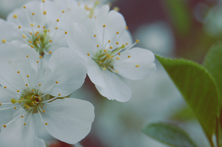 Фото жизнь (light) - Le cafe De canelle - On the nature - Blossoming Cherry