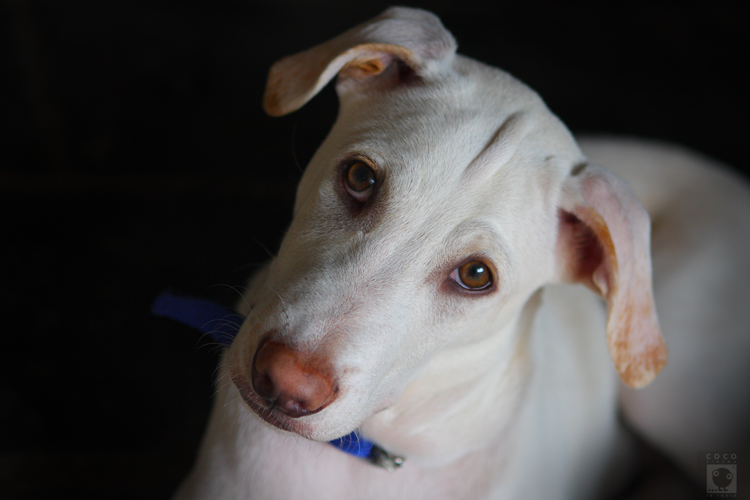 Фото жизнь (light) - cococinema - корневой каталог - Mumbai Dog.