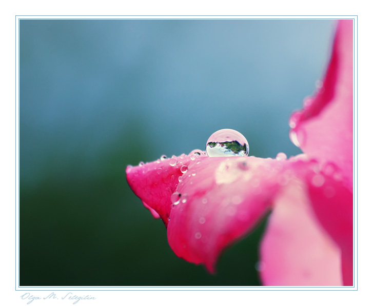 Фото жизнь - Ольга Мазлова - макро, цветочки - розовая 