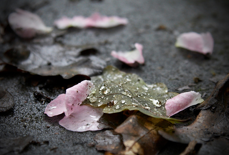 Фото жизнь - Анастасия F - корневой каталог - Осень и Весна
