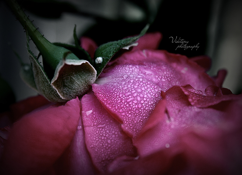 Фото жизнь (light) - _Vika_ - Цветы. - ***