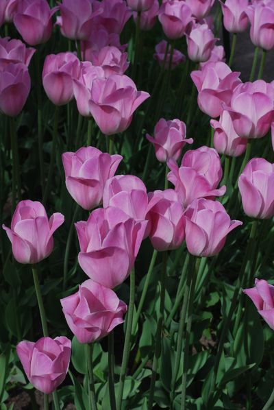 Фото жизнь - aska - фонтаны Петергоф - тюльпаны