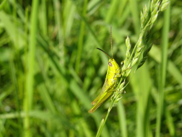 Фото жизнь (light) - Wolfgang - корневой каталог - Зелененький он был.