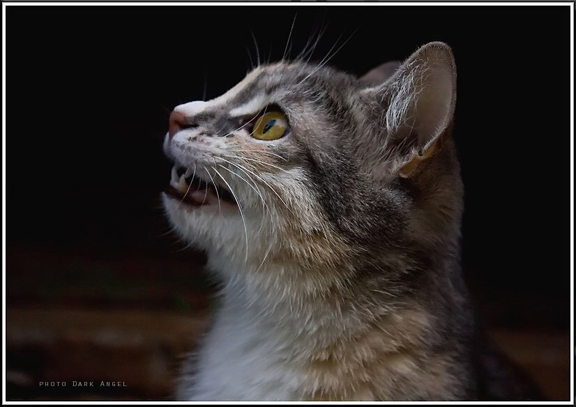 Фото жизнь (light) - dark-angel - Animals - острые зубки