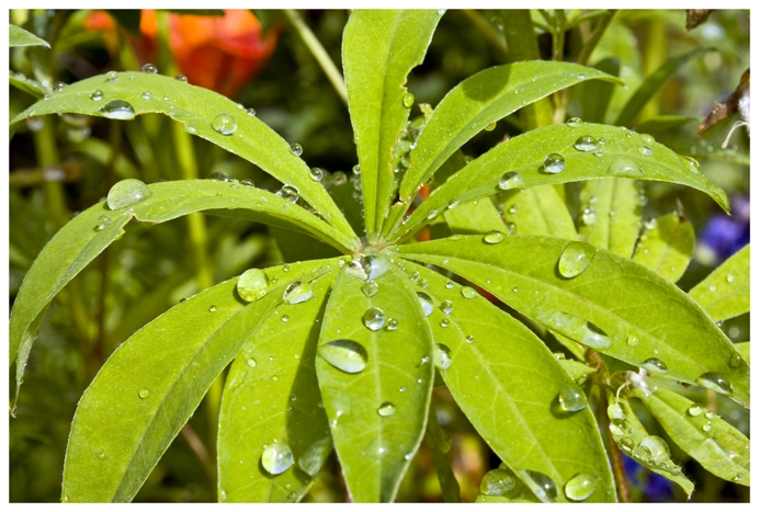 Фото жизнь (light) - A1ex - Nature - ***