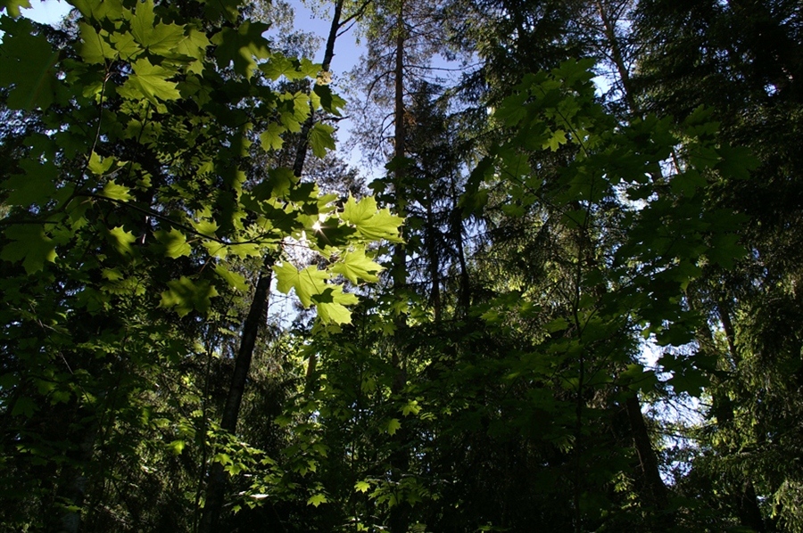 летом в лесу