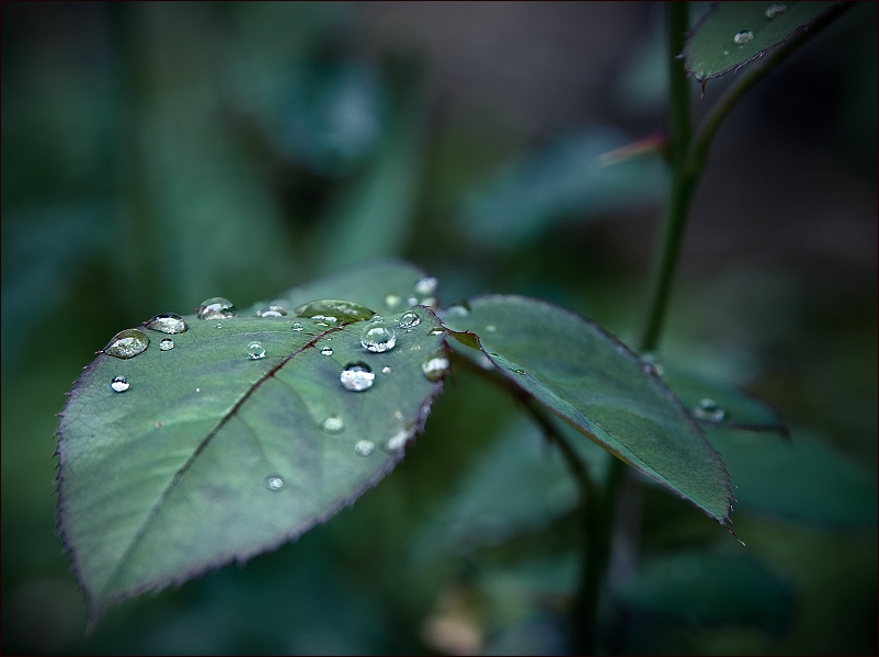 Фото жизнь (light) - Eland - для любителей природы - после дождичка..