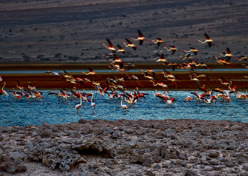 Фото жизнь (light) - kuchum13 - Изображения созданные из своих собственных снимков - В стране райских птиц