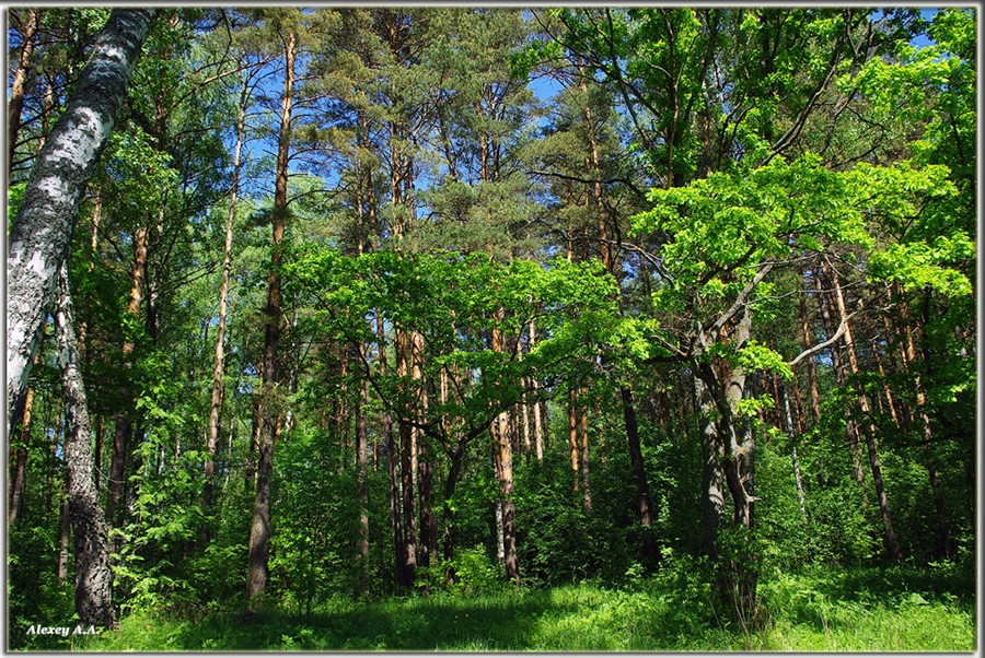 Фото жизнь