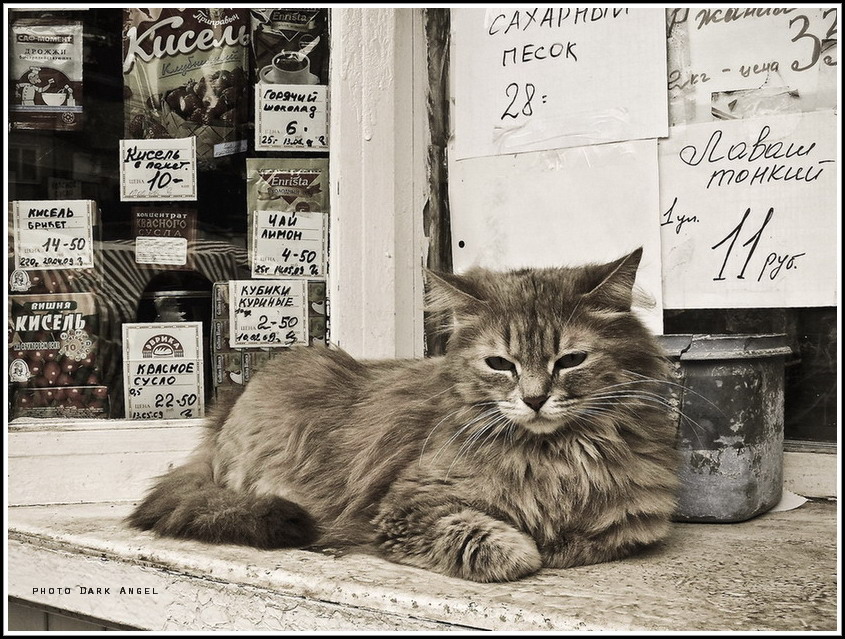 Фото жизнь (light) - dark-angel - Animals - ну купите хоть че нибудь-то....