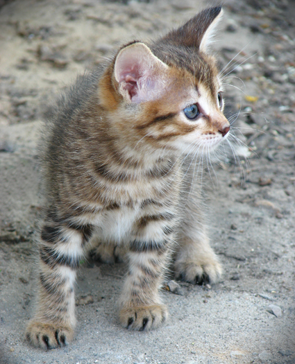 Фото жизнь (light) - Skerco - корневой каталог - Малыш