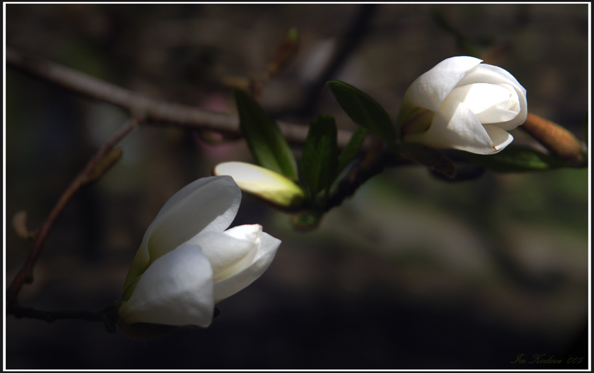 Фото жизнь (light) - Loo-loo - Цветочные ассоциаци - Диалог