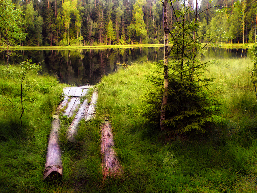 Фото жизнь (light) - emunilkin - природа - "Козловское" озеро.