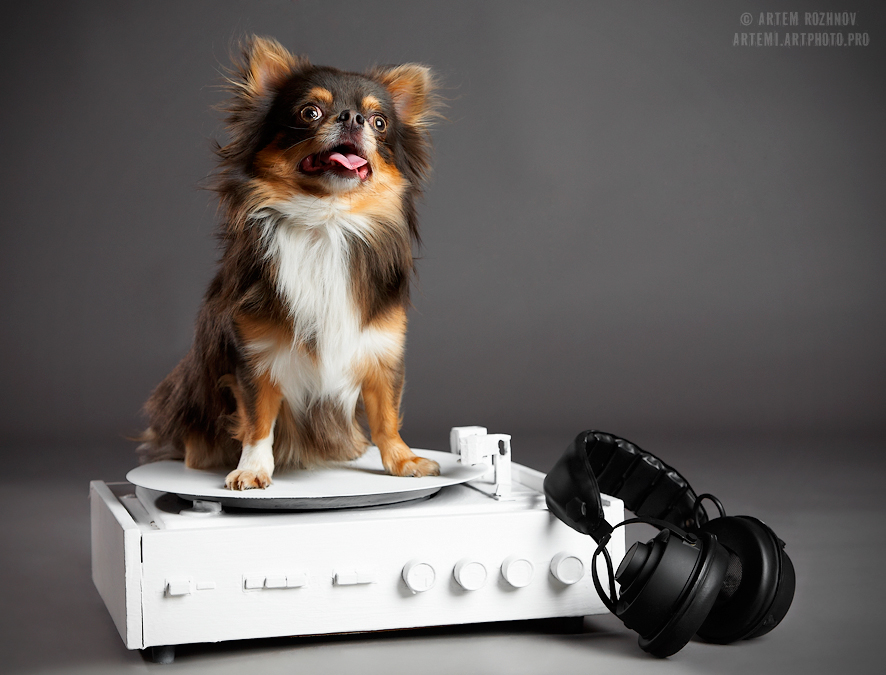 Фото жизнь (light) - Артем Рожнов - Dogs (Commercial) - Dogs