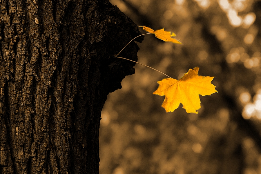 Фото жизнь (light) - danka - Осень - Зыбкая улыбка осени